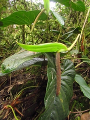 Araceae