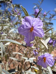 Solanum sturtianum