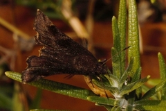 Eretis umbra umbra
