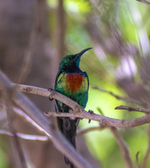 Cinnyris pulchellus