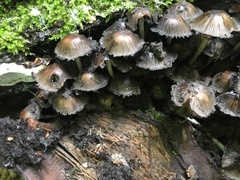 Coprinellus truncorum