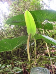 Araceae