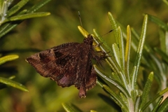 Eretis umbra umbra