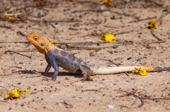Agama agama