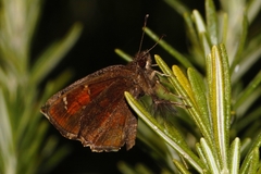 Eretis umbra umbra