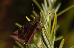 Eretis umbra umbra