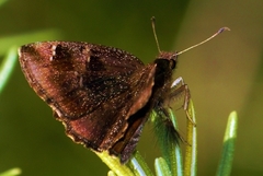 Eretis umbra umbra
