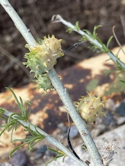 Rhopalomyia utahensis