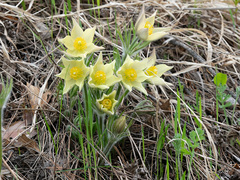 Pulsatilla patens