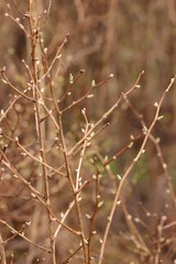 Spiraea media
