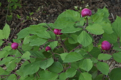 Paeonia obovata