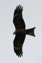 Milvus migrans