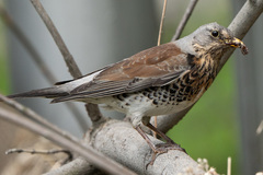 Turdus pilaris