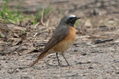 Phoenicurus phoenicurus