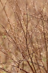 Spiraea media