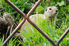 Urocitellus undulatus