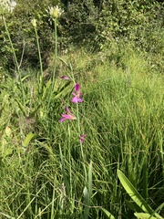 Gladiolus