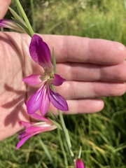 Gladiolus
