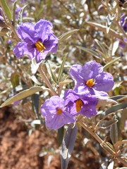 Solanum sturtianum