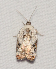 Acleris nivisellana