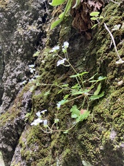 Saxifraga maderensis
