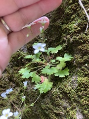 Saxifraga maderensis