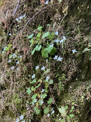 Saxifraga maderensis