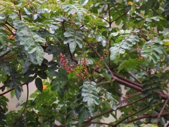 Weinmannia