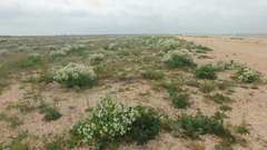 Crambe maritima