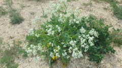 Crambe maritima