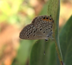 Freyeria trochylus