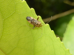 Diomocoris