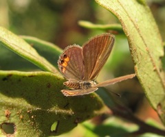 Freyeria trochylus