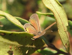Freyeria trochylus