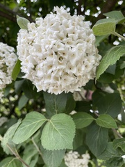 Viburnum carlcephalum