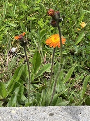 Pilosella aurantiaca