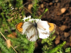Colotis euippe