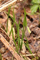 Gagea granulosa