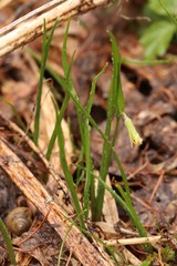 Gagea granulosa