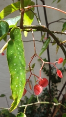 Begonia × albopicta