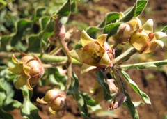 Pachycarpus dealbatus