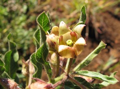 Pachycarpus dealbatus
