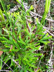 Lycopodioideae