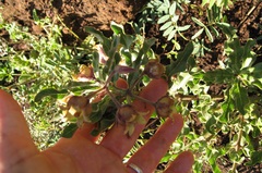 Pachycarpus dealbatus