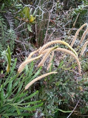 Lycopodioideae