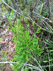 Lycopodioideae