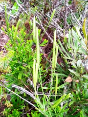 Lycopodioideae