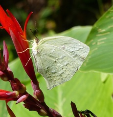 Phoebis neocypris neocypris