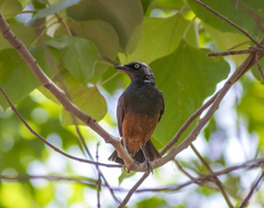 Lamprotornis pulcher