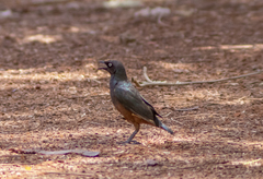 Lamprotornis pulcher
